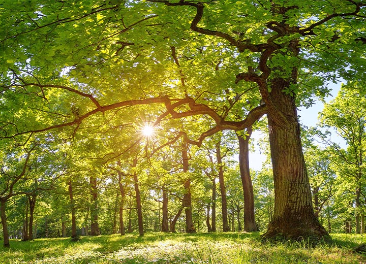 Trees